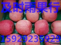 陕西冷库80以上膜袋红富士苹价格，箱装80以上红富士苹果批发行情图片5