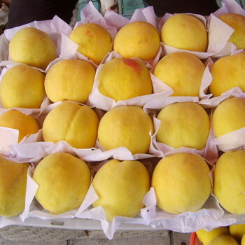 陜西錦繡黃桃產(chǎn)地70以上西瑞黃桃價格黃金蜜2號黃桃產(chǎn)地合作社