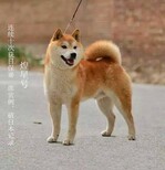 柴犬纯种图片3