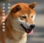 柴犬纯种图片2