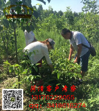 核桃苗批发_核桃苗批发价格_核桃苗批发公司_嫁接核桃苗批发_良种核桃苗批发图片