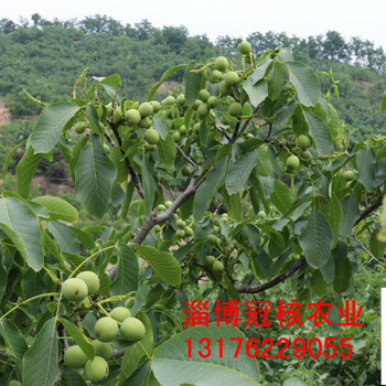 安徽丘陵地区（芜湖）适合种什么经济型中草药和果树（水果）？