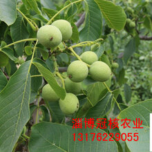 出售优质核桃苗,三年核桃树,四年核桃树,核桃树价格图片