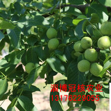 核桃苗多少钱一棵图片