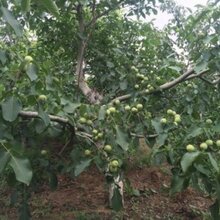 冠核三号核桃苗冠核核桃苗栽植条件和栽植时间冠核3号研发单位图片