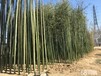 北京竹子种植基地批发种植竹子春季适合移栽好养活耐寒