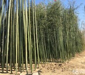 北京竹子种植基地批发种植竹子春季适合移栽好养活耐寒