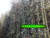竹子基地批发竹子种植竹子北京天津地区送货上门好养