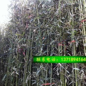 竹子基地批发竹子种植竹子北京天津地区送货上门好养