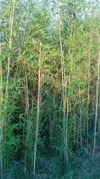 北京种植竹子基地天津北京地区送货上门适合北方竹子