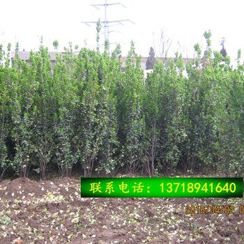 北海道黄杨种植北海道批发基地北海道黄杨价格好养适合北方