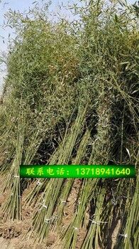 北京种植绿化苗木基地批发种植竹子适合北方种植