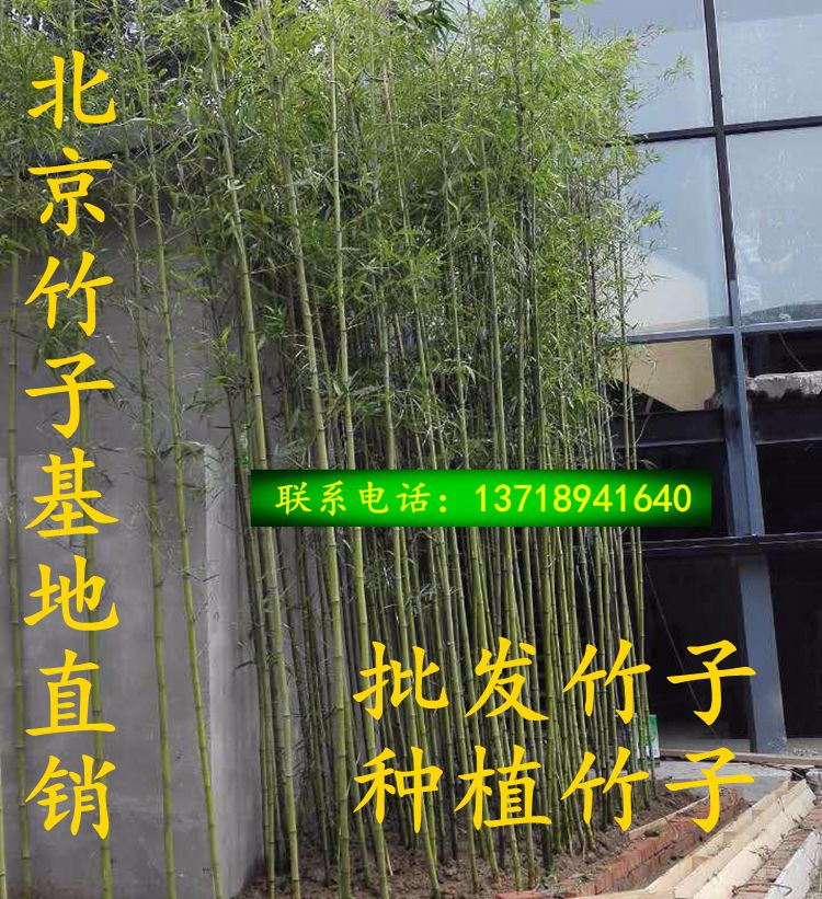 北京竹子基地批发竹子适合北方种植的竹子庭院绿化竹子