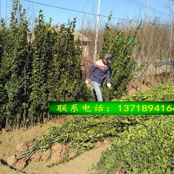 北海道黃楊大葉黃楊綠化苗木批發(fā)春季適合種植移栽好養(yǎng)活