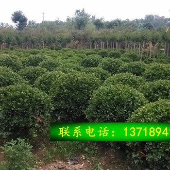 北京基地批發(fā)北海道黃楊出售適合做別墅庭院綠化圍墻遮擋