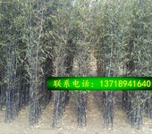 北京竹子种植基地批发种植竹子适合北方种植的竹子春季适合移栽