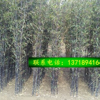 北京竹子种植基地批发种植竹子适合北方种植的竹子春季适合移栽