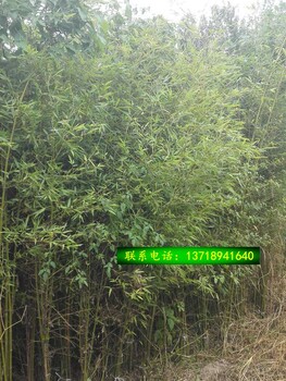 北京苗木种植基地批发各种草花竹子价格低质量优免费种植
