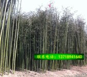 北京基地绿化竹子种植方法送货上门负责种植适合北方种植品种耐寒