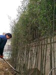 北京竹子批发竹子种植适合北方耐寒价格低质量好耐活什么价格