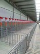 山东地区养猪料线厂家猪场自动化上料设备自动供料系统