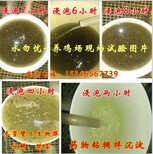 水勿忧的水能带鸡饮用吗？图片3