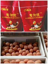 蛋鸡输卵管炎伤鸡伤蛋又伤钱图片