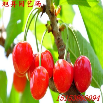 浙江脫毒櫻桃小苗采購基地