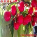 九江專業培育拉賓斯櫻桃苗致富新品種