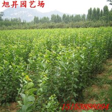 徐汇区脱毒蕾妮樱桃苗供应必看厂家图片