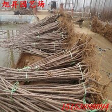 邯郸高产红球樱桃苗多少钱图片
