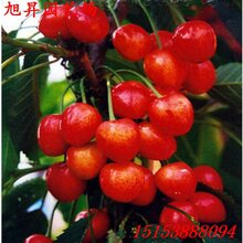 潞西专业培育晚红珠樱桃苗批发图片