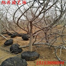 潞西脱毒黄蜜樱桃苗超丰产图片