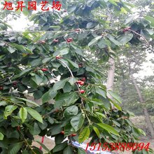 安徽省易成活黄蜜樱桃苗厂家价格图片