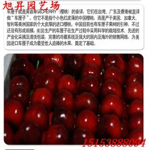 武清脱毒红蜜樱桃苗品种介绍图片