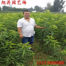 安宁易成活专业培育樱桃苗有哪些优势图片