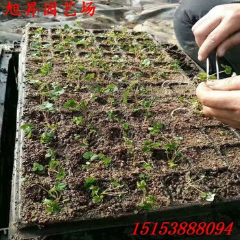 河南種苗草莓苗書香草莓苗種植管理