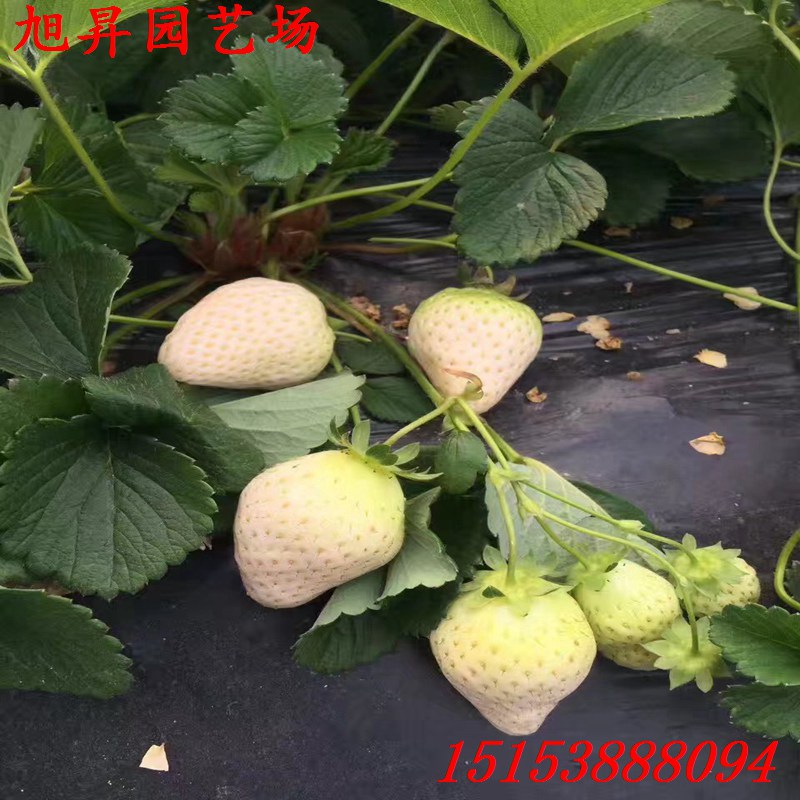 六盘水生产型草莓苗红袖添香草莓苗产量