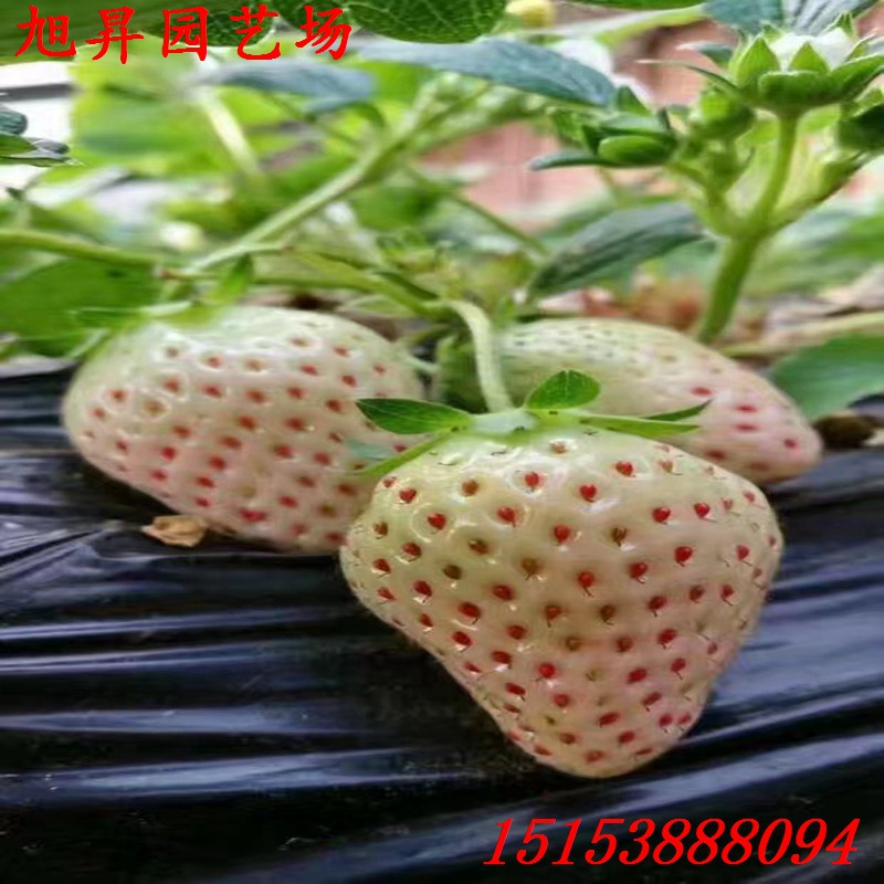 洛陽生產(chǎn)型草莓苗京凝香草莓苗的價格