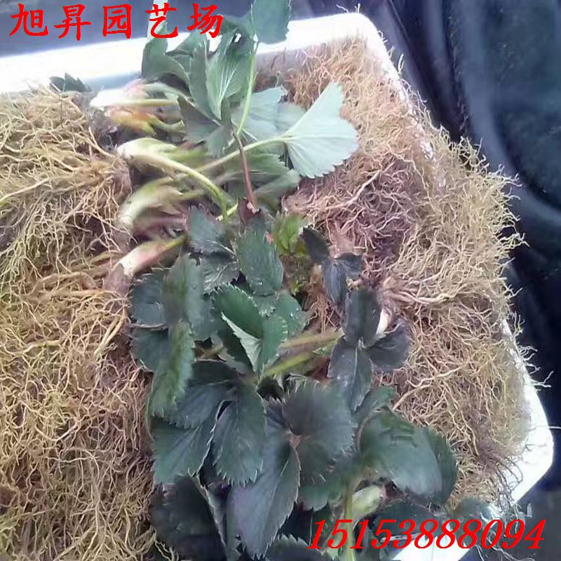 六盘水生产型草莓苗红袖添香草莓苗产量