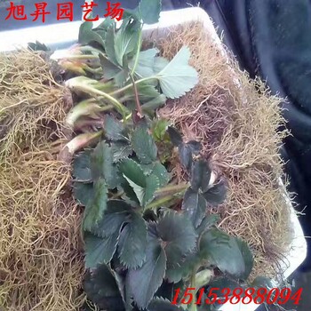 安順高產(chǎn)太空2008草莓苗培育基地