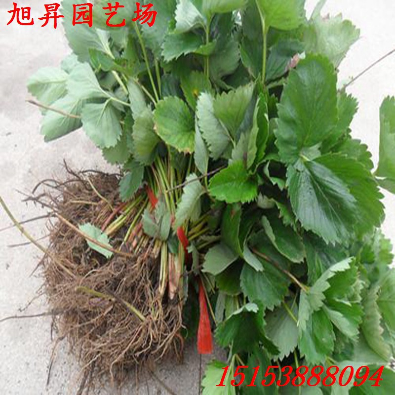 无锡种苗草莓苗泰丽草莓苗品种介绍