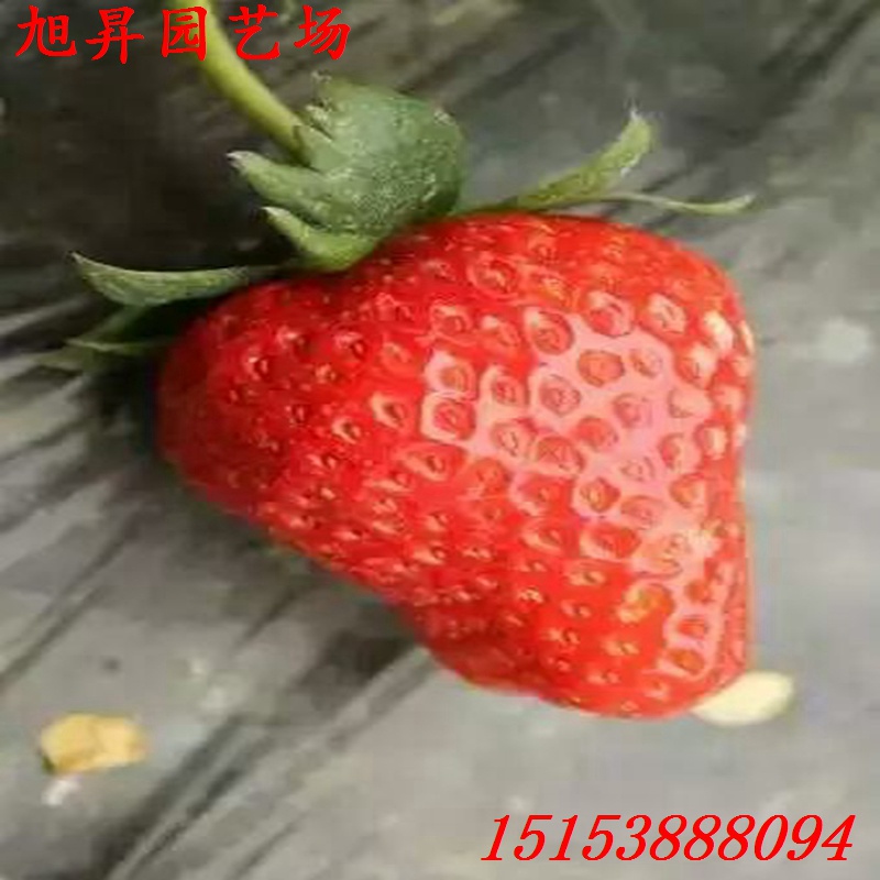 九臺(tái)四葉一芯桃薰草莓苗哪里好