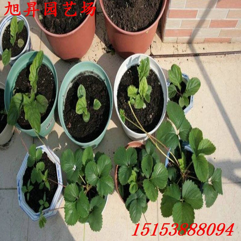 晉城培育太空2008草莓苗致富新品種