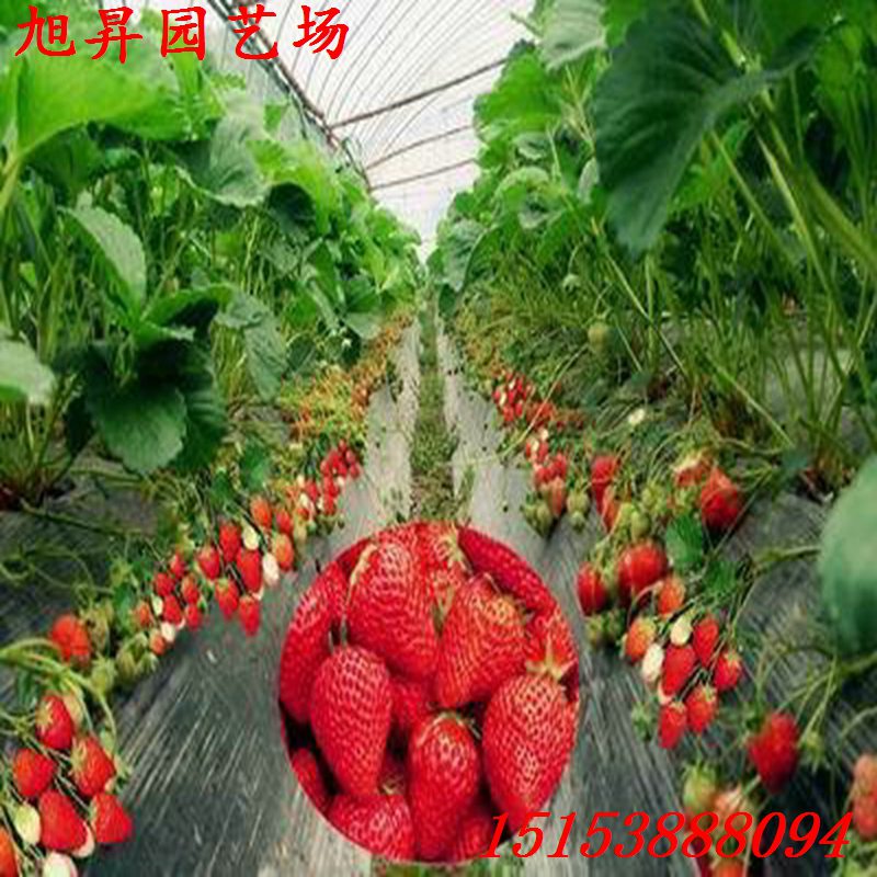 貴陽生產(chǎn)型草莓苗圣誕紅草莓苗致富新品種