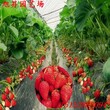 广西自产自销大棚草莓苗种植技术