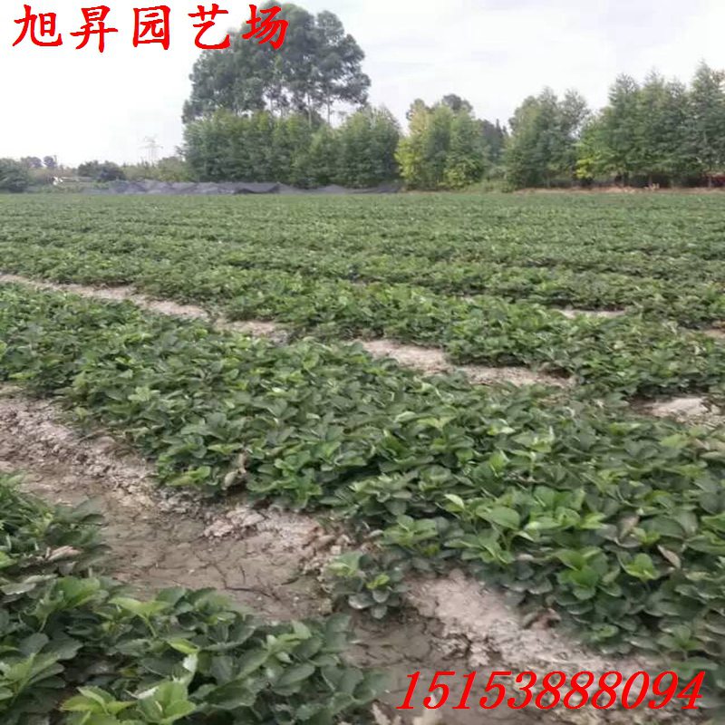 晉城培育太空2008草莓苗致富新品種