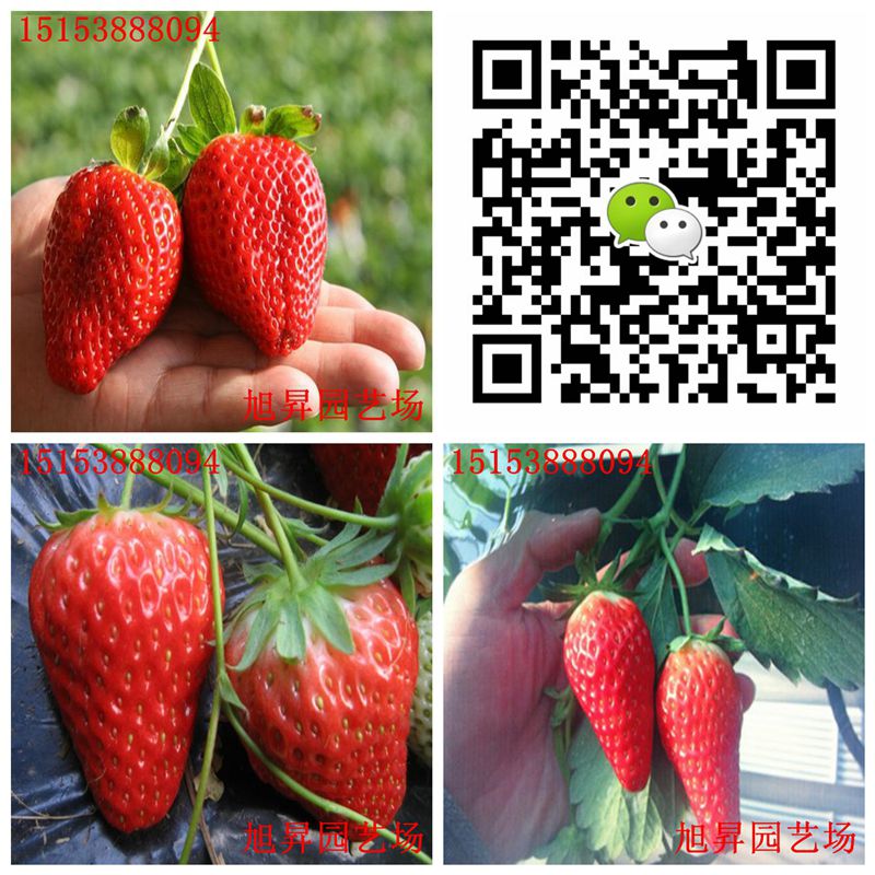 临夏种苗草莓苗阿玛奥草莓苗致富新品种