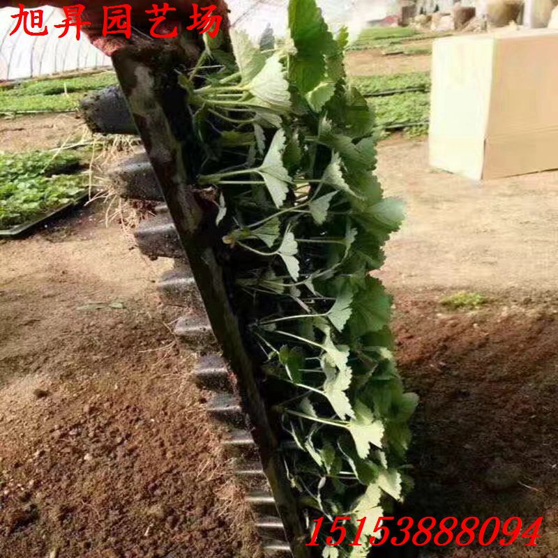 楚雄四葉一芯大棚草莓苗訂苗熱線