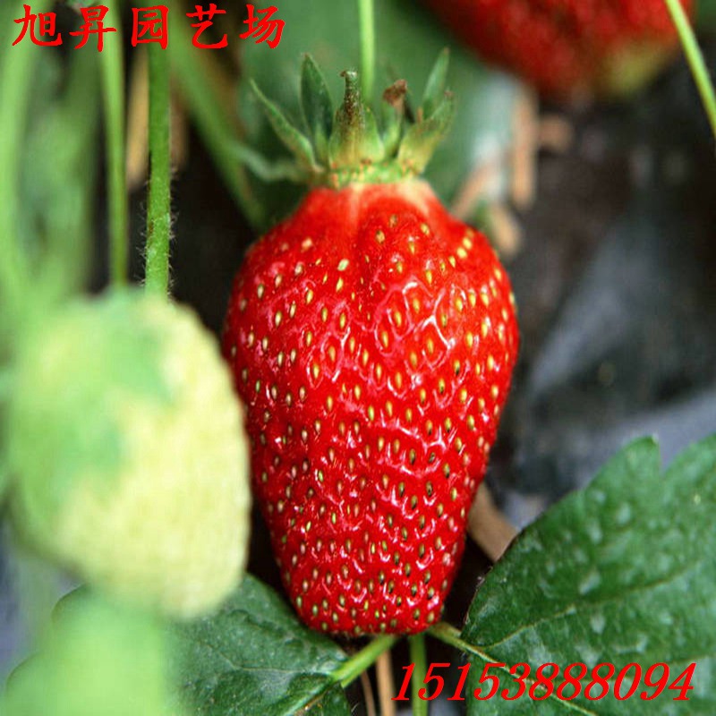 贵州脱毒小白草莓苗种植